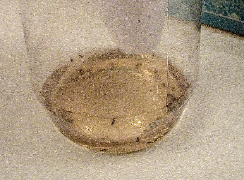 Fruit fly trap loaded with dead flies